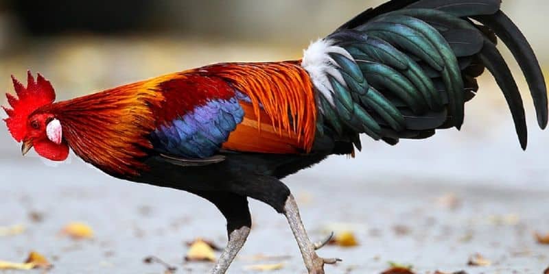 Cập nhật lịch thi đá gà thomo hôm nay tại cổng game 123B 