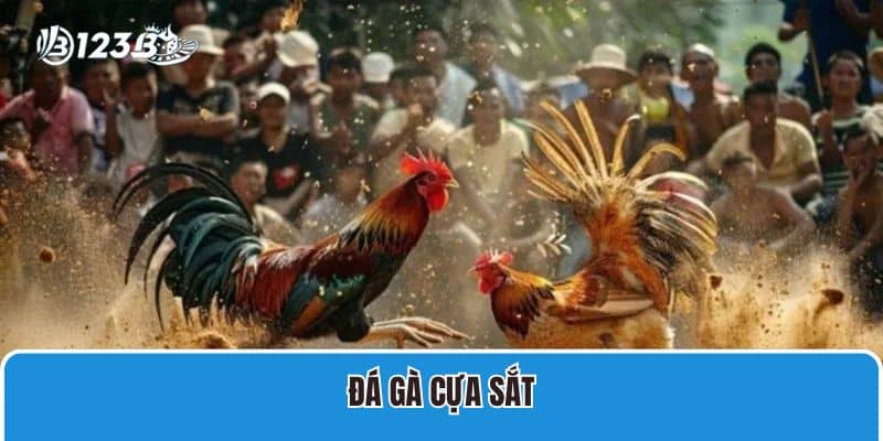 Đá gà cựa sắt